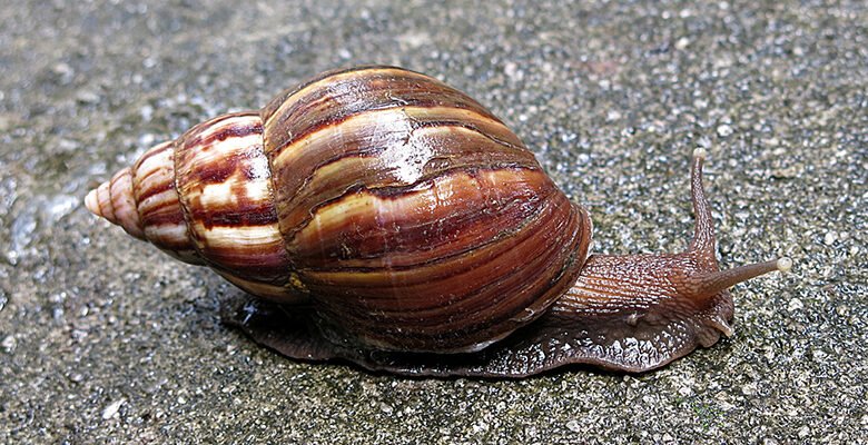 Verme causador da meningite é detectado em Maricá, Niterói e outras cidades do estado; confira! 7 achatina fulica colecao dentro caramujo fiocruz
