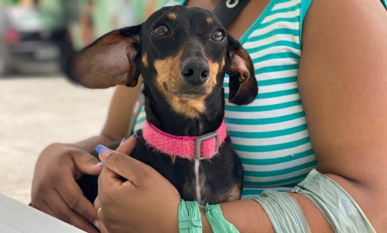 Maricá abre 320 vagas para castração de cães e gatos; confira! 4 castracao caes Foto Marcos Fabricio