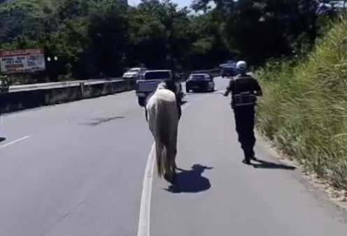 RJ-106: Sectran retira cavalo do meio da rodovia em Maricá 4 cavalo rj
