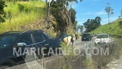 cavalo solto rodovia