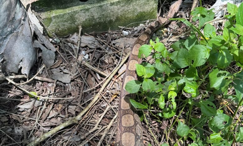 Jiboia surpreende moradores em condomínio de Maricá; saiba mais! 8 jiboia condominio
