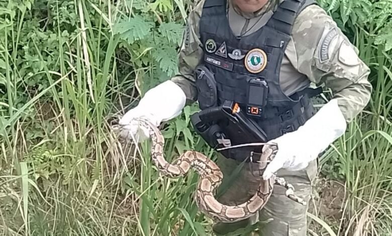 Guarda Municipal de Maricá captura jiboia e a devolve para seu habitat natural 6 jiboia em Inoa