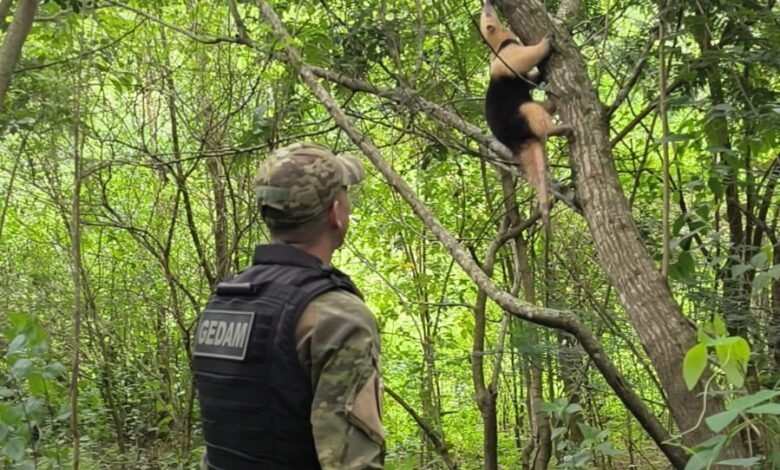 Guarda Municipal de Maricá resgata tamanduá-mirim dentro de residência 9 resgate tamandua