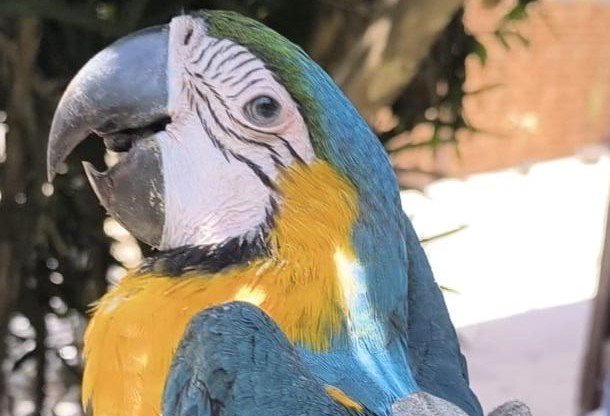 Arara-canindé é resgatada pela Guarda Municipal de Maricá em Itaipuaçu 6 arara caninde
