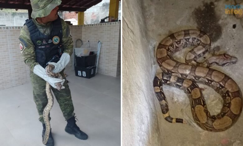 Maricá: Guarda Municipal resgata jiboia em residência 8 cobra marica bairro