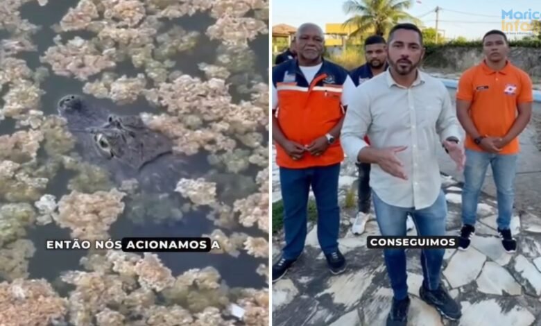 Defesa Civil de Maricá encontra jacarés em piscinas abandonadas 9 jacare defesa