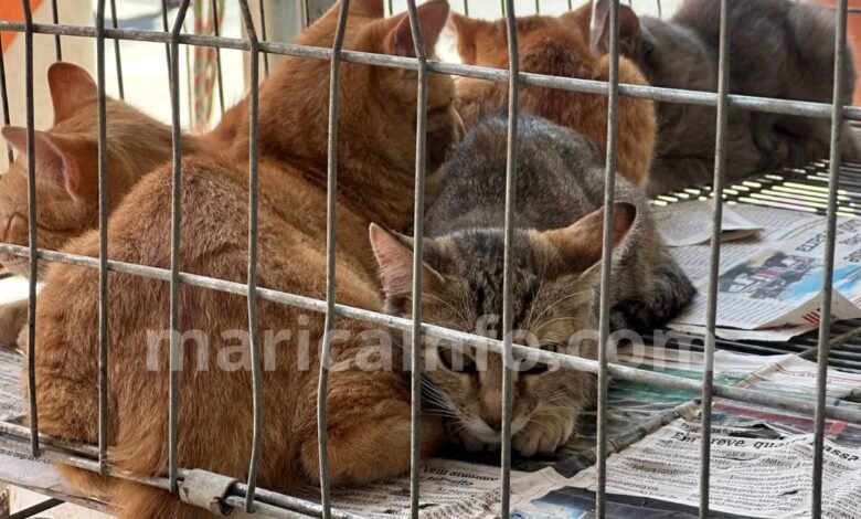 Maricá promove campanha de adoção de cães e gatos, neste sábado (20) 10 Caes e gatos feira adocao 2