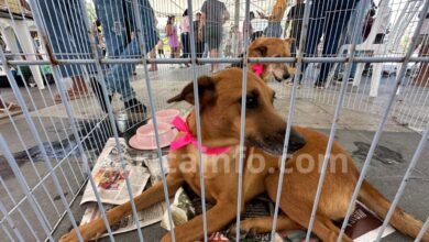 Maricá aposta na adoção responsável para combater o abandono de animais 4 Caes e gatos feira adocao