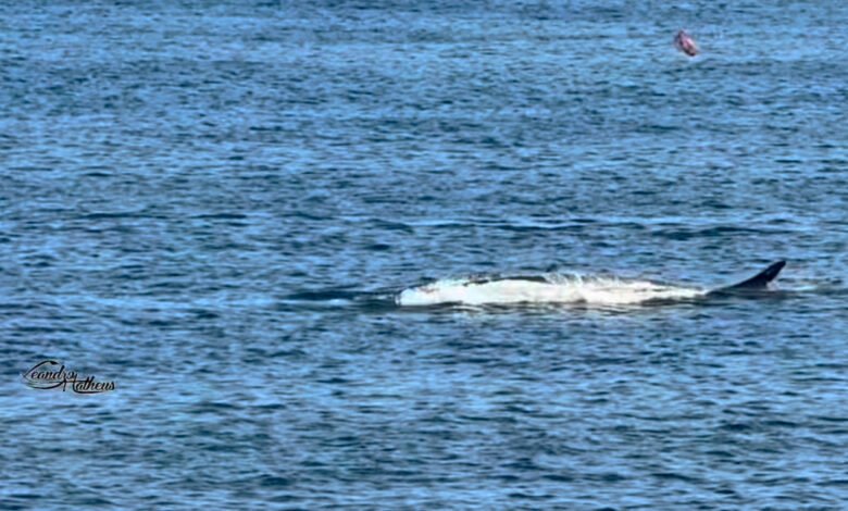 Baleia é avistada no litoral de Maricá (RJ) 8 IMG 2269