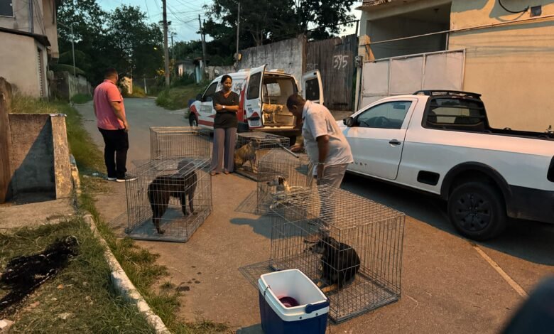 Maricá: Prefeitura resgata cães que atacaram moradores em Araçatiba 6 animais de rua resgatados