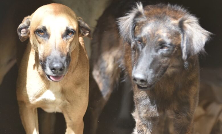 Maricá: Cães resgatados em Araçatiba serão colocados para adoção responsável 10 caes araca