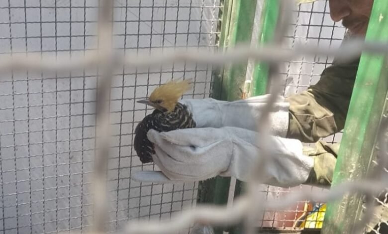 Guarda Municipal de Maricá resgata pica-pau-de-cabeça-amarela em escola de Itaipuaçu 11 picapau