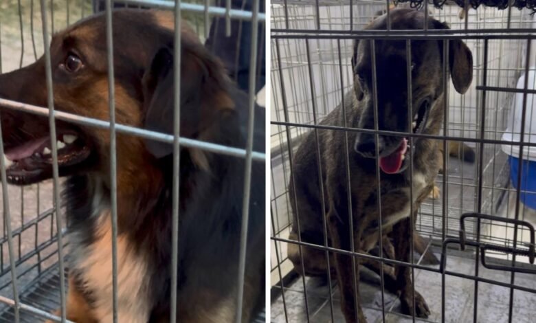 Maricá finaliza resgate de cães no bairro de Araçatiba 8 caes