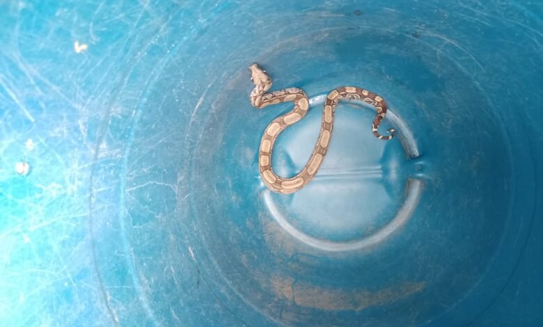 Grupamento Especial de Defesa Ambiental de Maricá resgata cobra dentro de residência 10 cobra