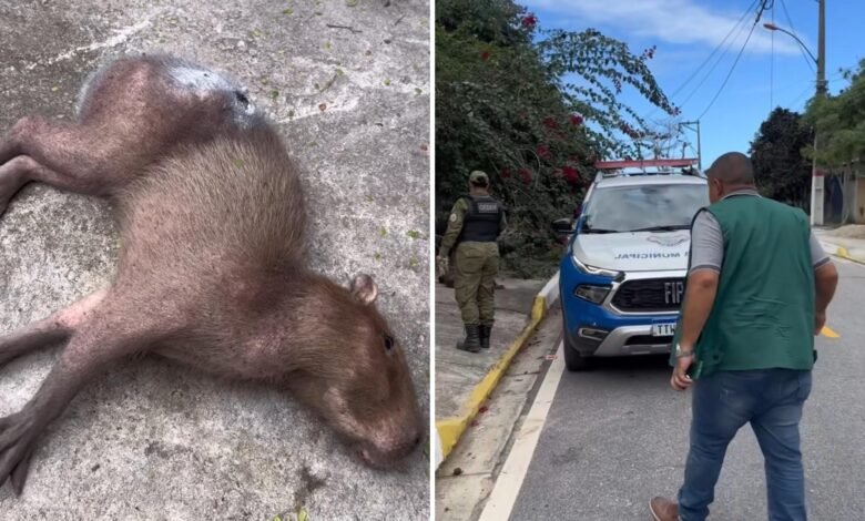 Capivara baleada é resgatada por equipes da Prefeitura em Itaipuaçu 5 capivara ferida em itaipuacu