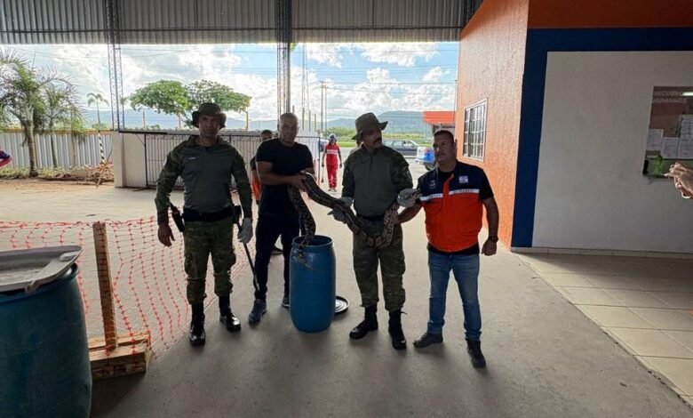 Agentes do Grupamento Especial de Defesa Ambiental (Gedam) resgatam jiboia em bairro de Maricá 8 jiboia bambui