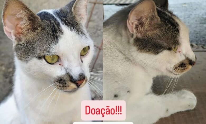 Um lar para ele: gatinho dócil precisa de uma nova família em Maricá; compartilhe! 7 adocao de gatinho e1750950521535