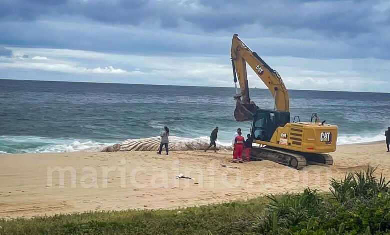 Carcaça de baleia Jubarte aparece em praia de Itaipuaçu e mobiliza equipes da Somar 9 carcaca de baleia jubarte itaipuacu