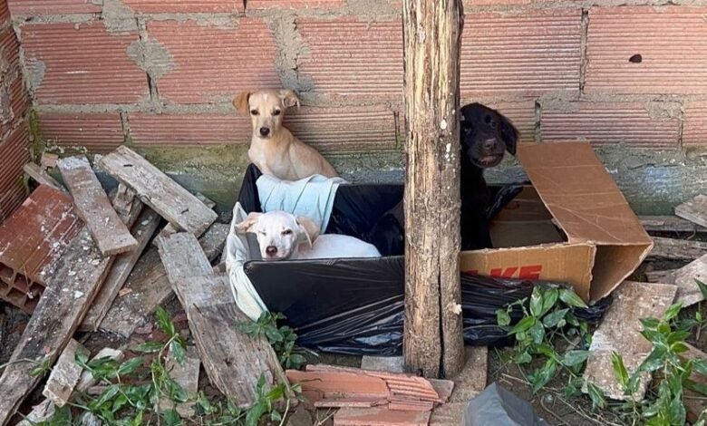 Maricá passa a contar com serviço de resgate de animais domésticos: veja como acionar 9 resgate animais abandonados