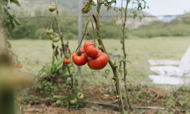 Colheita de 'tomates especiais' de Maricá atrai pesquisadores de Goiás 7 tomates