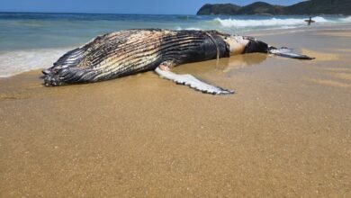 Baleia-jubarte é encontrada morta na praia de Jaconé, em Maricá 8 Baleia jubarte e encontrada morta na praia de Jacone em Marica