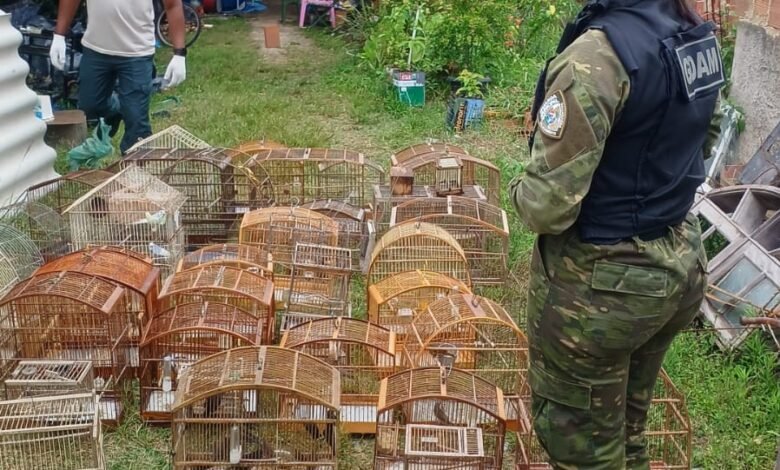 Maricá e INEA realizam operação conjunta e resgatam 36 pássaros vítimas de maus-tratos em Itaipuaçu 10 operacao conjunta marica e inea e1761665133434