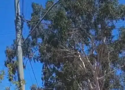 Moradores de bairro de Maricá denunciam risco em rede de alta tensão e cobram ação imediata da Enel 9 arvore