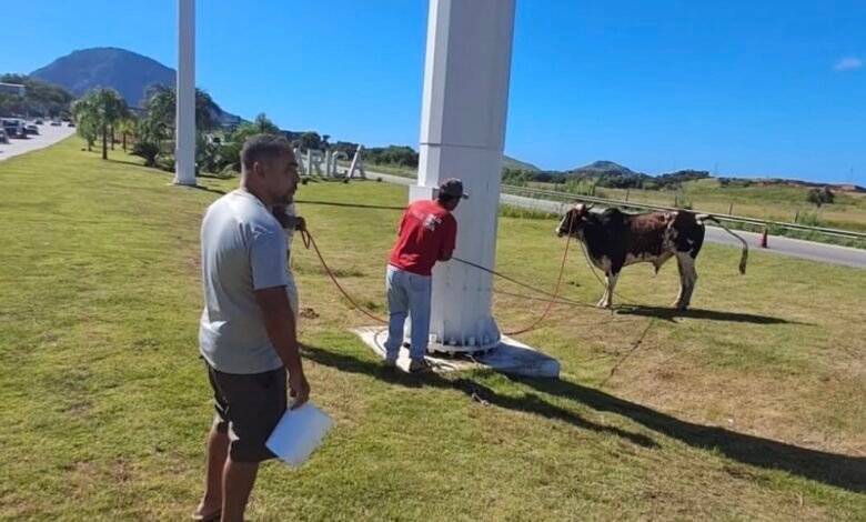 Maricá: Caso na RJ-106 evidencia risco de animais soltos e mudança na legislação; entenda! 18 IMG 3518