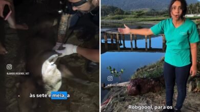 Capivara ferida mobiliza moradores e veterinários em bairro de Maricá (RJ) 9 tentativa resgate capivara