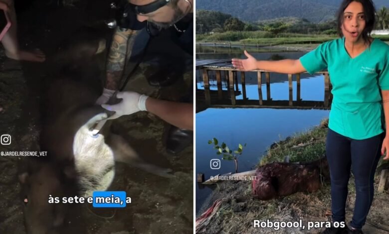 Capivara ferida mobiliza moradores e veterinários em bairro de Maricá (RJ) 10 tentativa resgate capivara