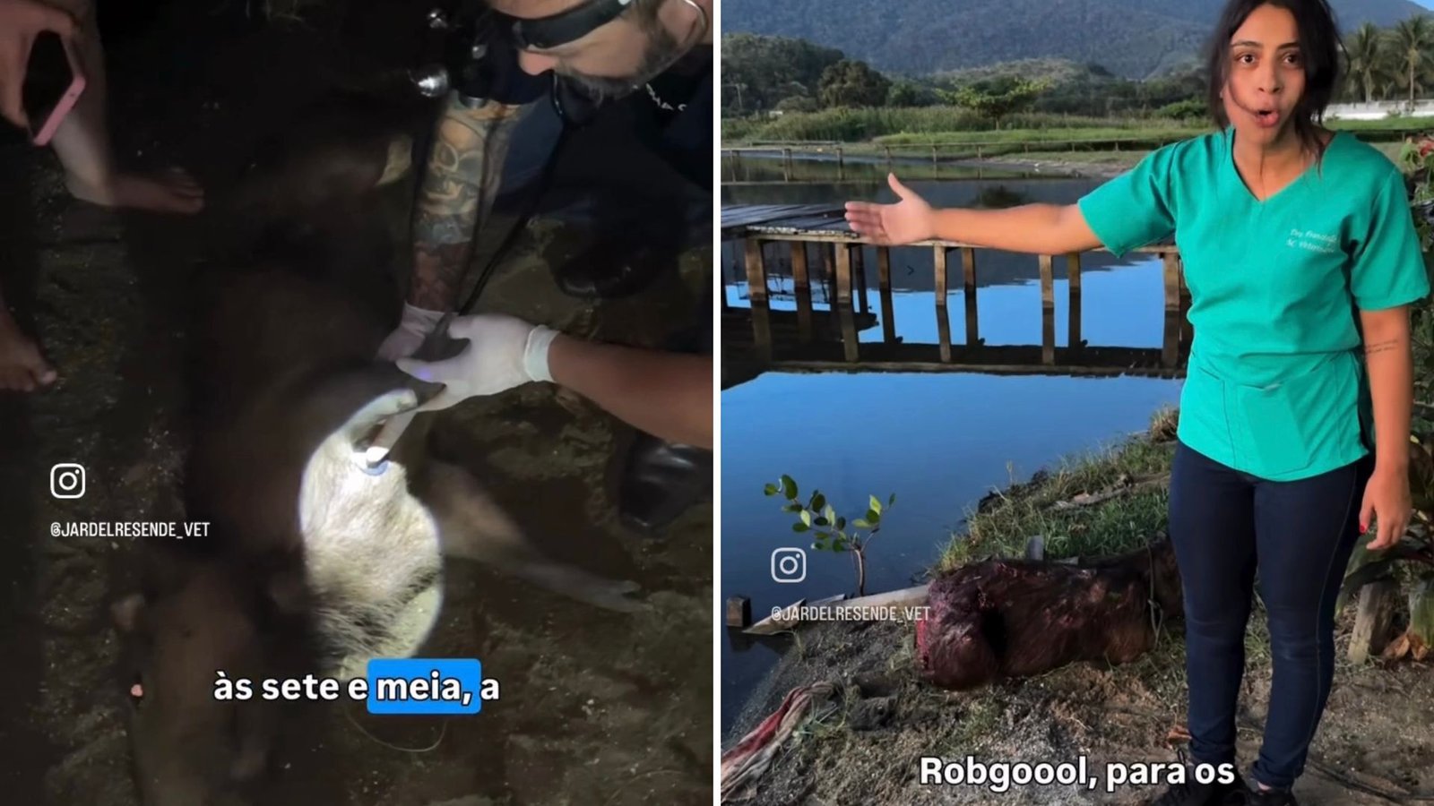 Capivara ferida mobiliza moradores e veterinários em bairro de Maricá (RJ) 1 tentativa resgate capivara