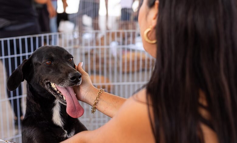 Maricá: Campanha de adoção garante novo lar para 33 animais em Itaipuaçu 14 Doacao de Caes e gatos