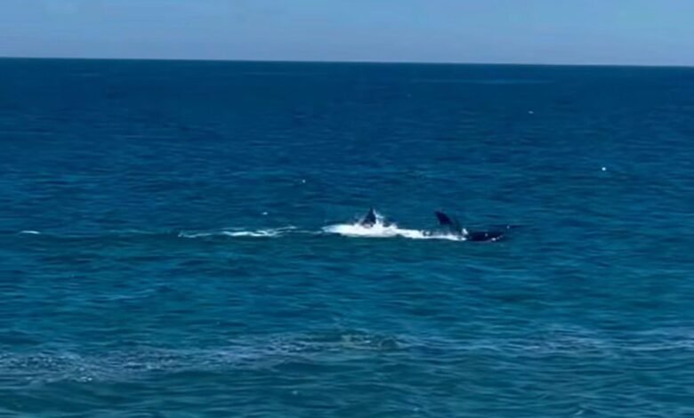 Orcas são flagradas nadando próximo à orla de Itaipuaçu, em Maricá 6 IMG 20260113 WA0021
