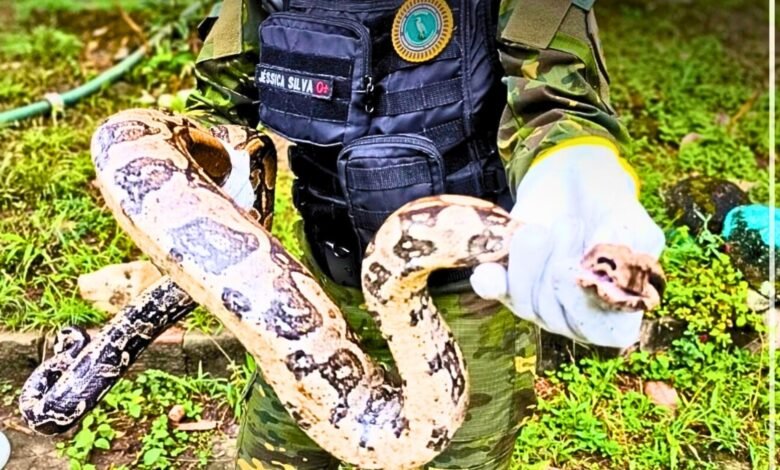 Jiboia com mais de um metro é resgatada pela Guarda Municipal em bairro de Maricá 9 foto destaque materia marica info 1