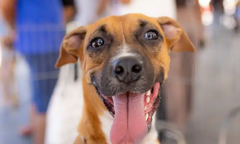 Cadastro para castração gratuita de pets ocorre neste sábado em dois bairros de Maricá 17 Acao de cadastro para castracao gratuita de caes e gatos acontece neste sabado em Marica