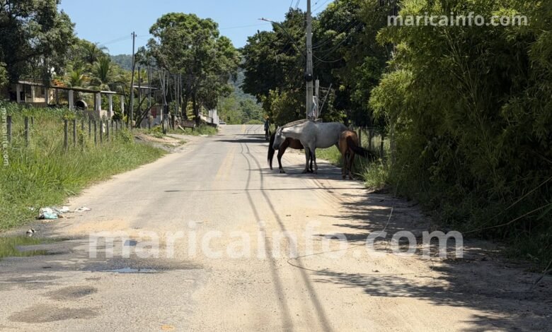 Cavalos soltos colocam motoristas em risco em bairro de Maricá (RJ) 9 pindobas animais rua