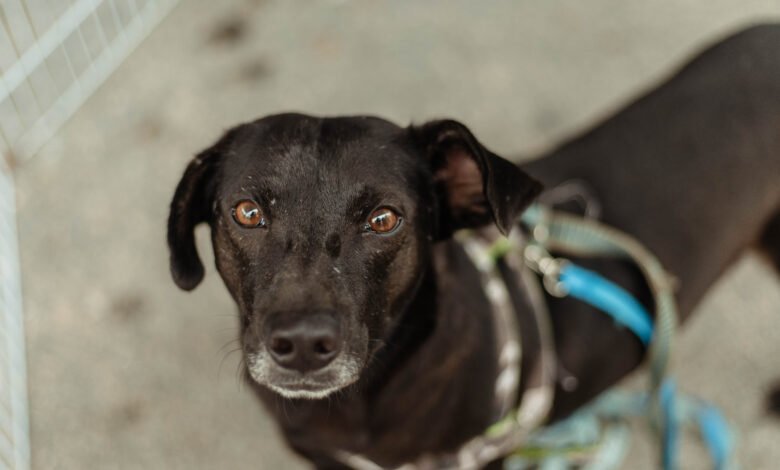 Maricá realiza cadastro para castração gratuita de cães e gatos neste sábado (07/03) 15 55120835001 7b20f7f5f3 o