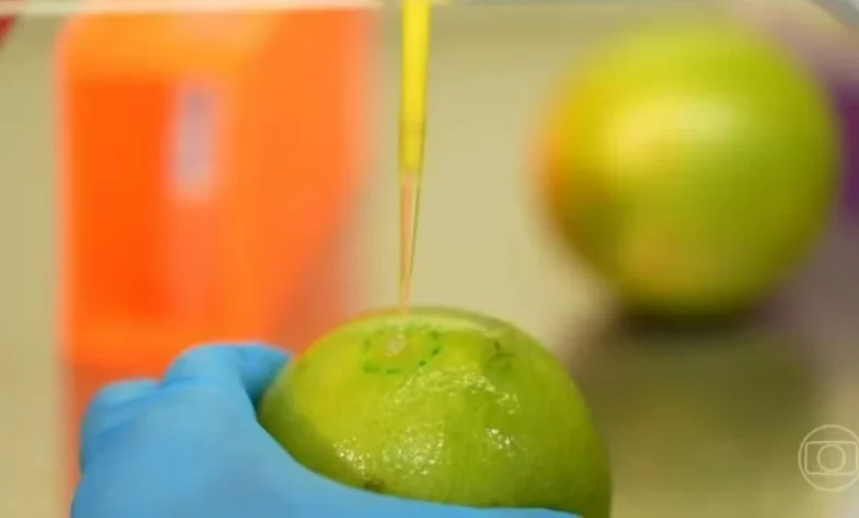 Estudo cria produto que combate fungos em frutas sem agrotóxicos 21 Pesquisadores brasileiros desenvolvem biodetergente capaz de prolongar a vida util de frutas e legumes