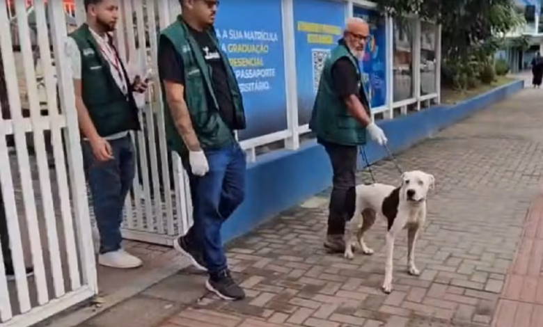 Cão invade escola, ataca alunos e deixa feridos no Centro de Maricá 8 caozinho