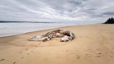 Baleia morta na praia mobiliza operação ambiental em Maricá 4 Baleia e encontrada morta na praia de Marica