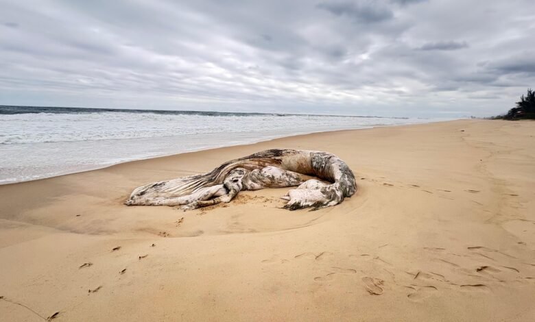 Baleia morta na praia mobiliza operação ambiental em Maricá 10 Baleia e encontrada morta na praia de Marica