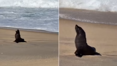 Lobo-marinho é encontrado descansando na Praia de Jaconé, em Maricá 6 lobo marinho