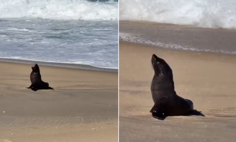 Lobo-marinho é encontrado descansando na Praia de Jaconé, em Maricá 18 lobo marinho