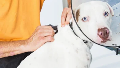 microchip em pets