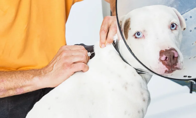 Prefeitura veta proposta para microchipagem obrigatória de animais da raça pitbull em Maricá 9 microchip em pets