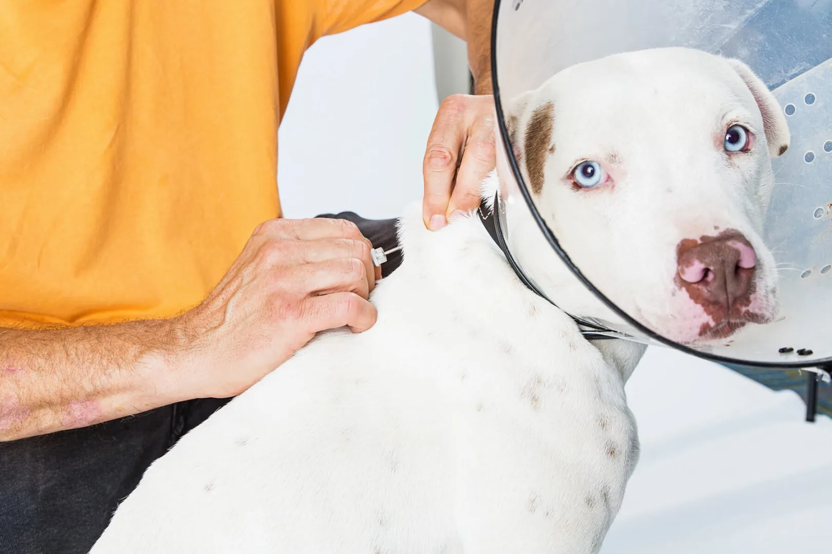 microchip em pets