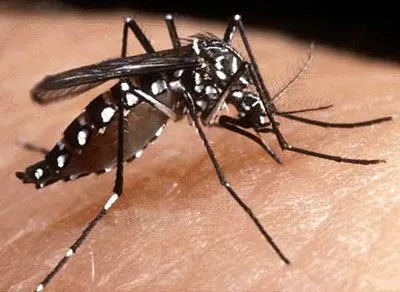 Após mortes, Maricá sai do estágio de epidemia da dengue 8 Maricá sai do estágio de epidemia de Dengue após registrar mortes.
