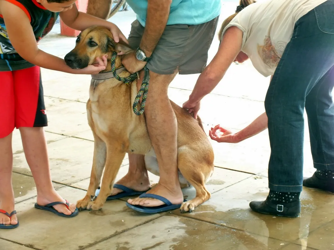Inoã e Itaipuaçu recebem vacinação antirrábica neste sábado 7 Cães e gatos com mais de três meses devem ser vacinados contra a raiva. (Foto: João Henrique | Maricá Info)