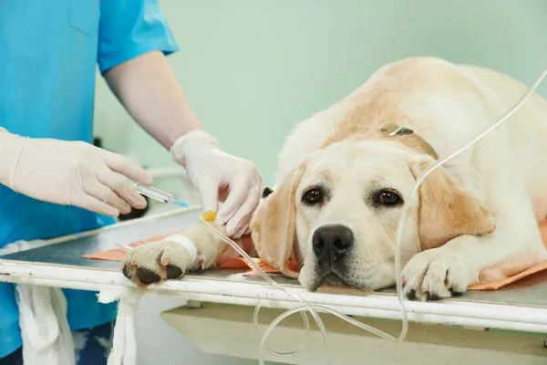 Maricá divulga datas para a castração de cães e gatos 7 cachorro