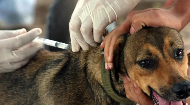 Itaipuaçu e Inoã receberão campanha de vacinação antirrábica neste sábado (21), confira os postos 7 vacinacao caes e gatos